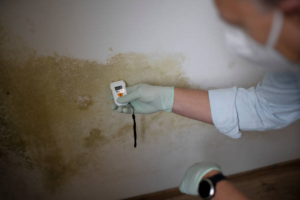 Best Health and Safety Mold Remediation in Bethlehem Village, CT